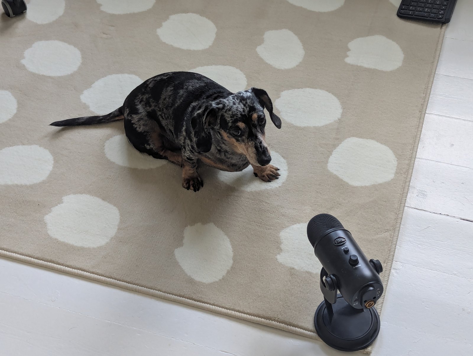 Momo the dachshund, Chief Motivation Officer at Pragm