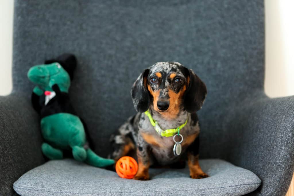 dapple dachshund in an Ikea chair with toys
